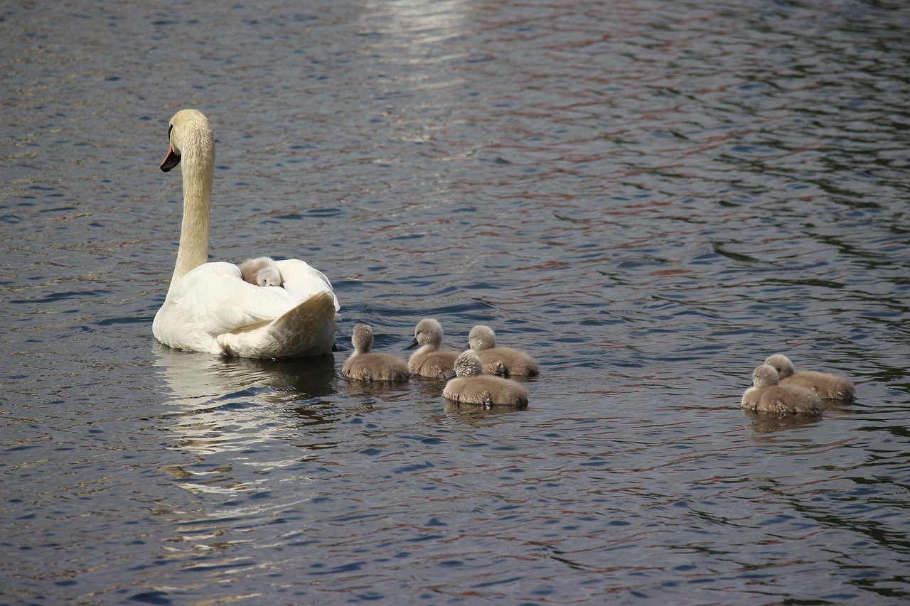 Cygne Cygnes Oiseau D'Eau - Photo gratuite sur Pixabay - Pixabay