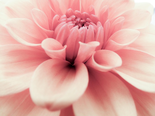 Flor, Rosado, Flores Rosadas, Floral