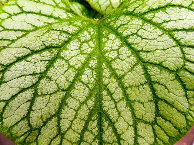 Hoja, Sale De, Verde, Planta, Venas