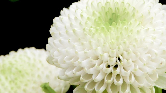 Flor, Blanco, Verde, Flor Blanca, Floral