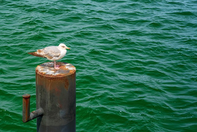 Free Gull Sea photo and picture