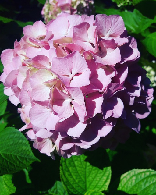 Free Hydrangea Pink photo and picture