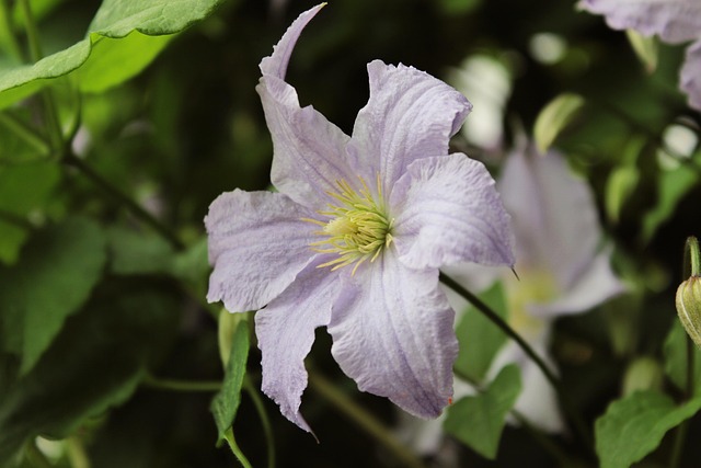 Free Purple Leaves photo and picture