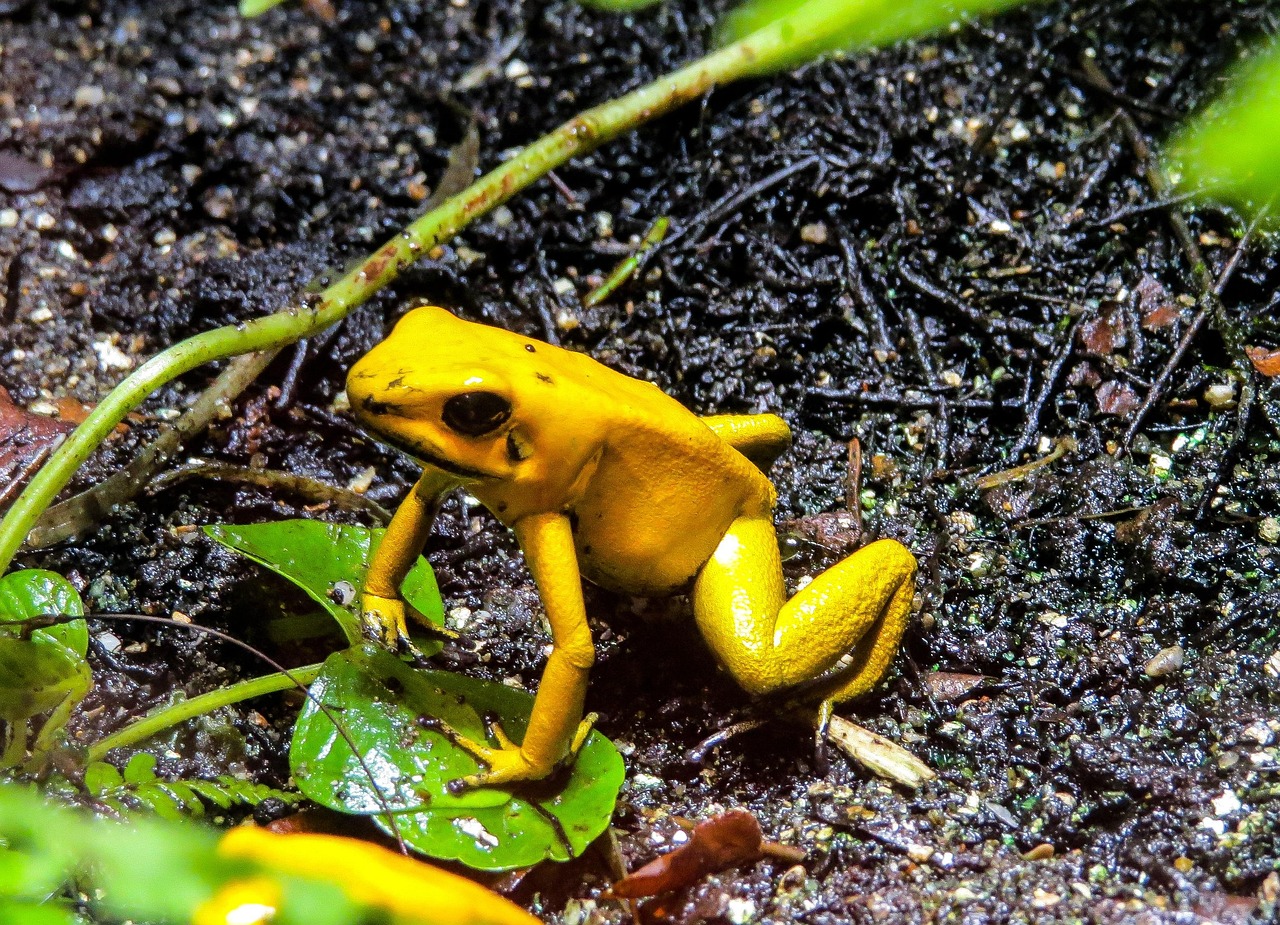 Nature - free online jigsaw puzzle photo