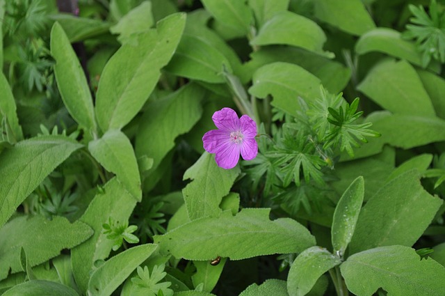 Free Flower Spring photo and picture