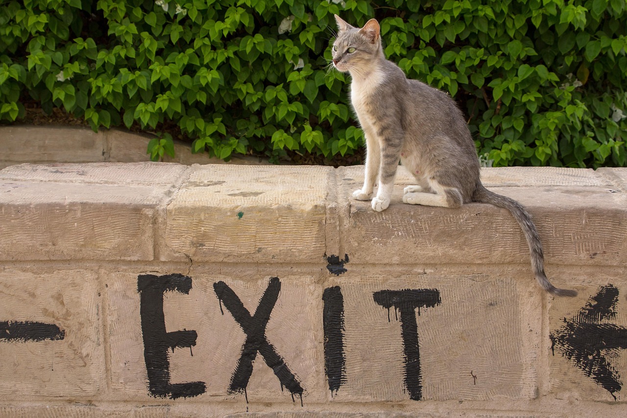 Cats Animals Pet Free photo on Pixabay Pixabay