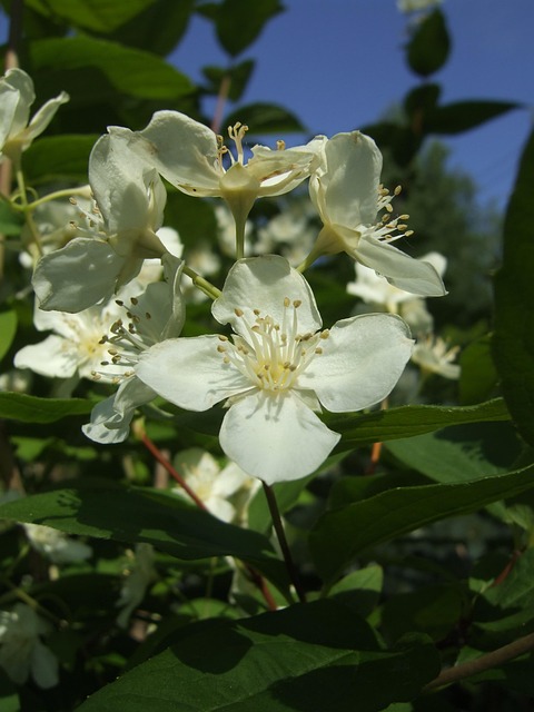 Free Bush Jasmine photo and picture