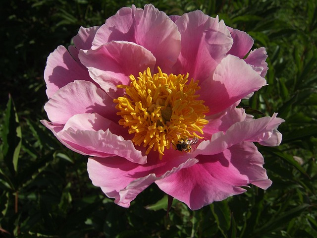 Free Pion Flower photo and picture