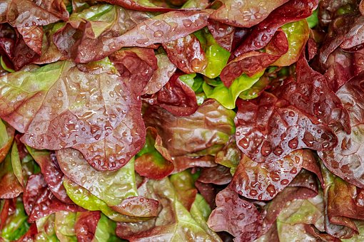 Download free HD stock image of Lollo Rosso Cut Salad Free lollo rosso cut salad salad illustration