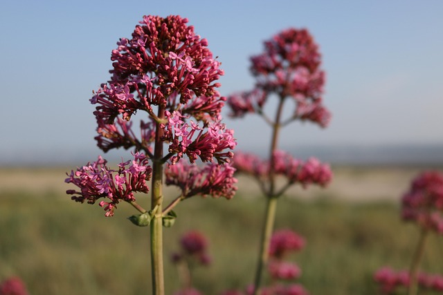 Free Flowers Sea photo and picture
