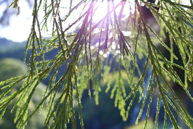 Free Light Nature photo and picture