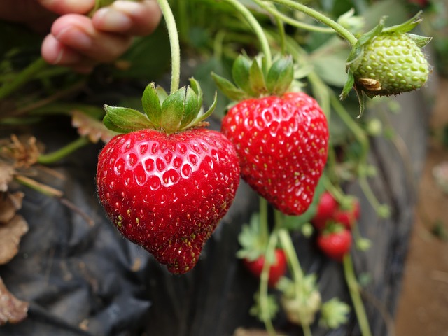 Free Strawberry Strawberries photo and picture