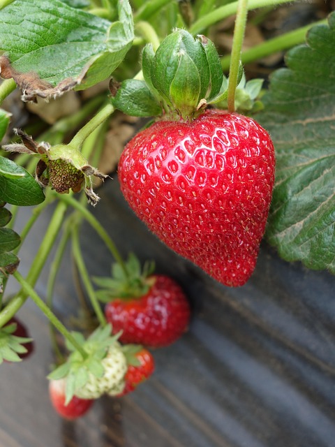 Free Strawberry Strawberries photo and picture