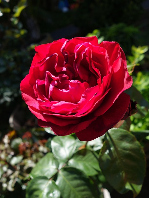 Free Rose Summer photo and picture