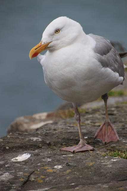 Meeuw, Vogel, Zee, Watervogel, Dier