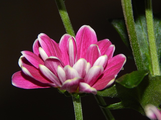 Free Flower Purple photo and picture
