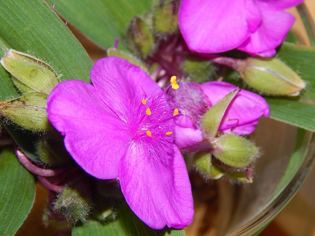 Free Purple Flower Bloom photo and picture