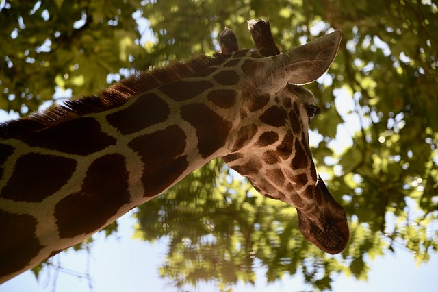 Free Giraffe Animals photo and picture