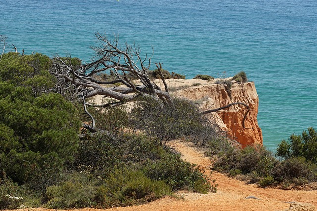 Algarve, Küste, Umgestürzter Baum, Meer