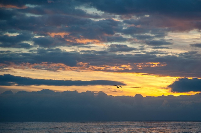 Free Sunrise Seagull photo and picture