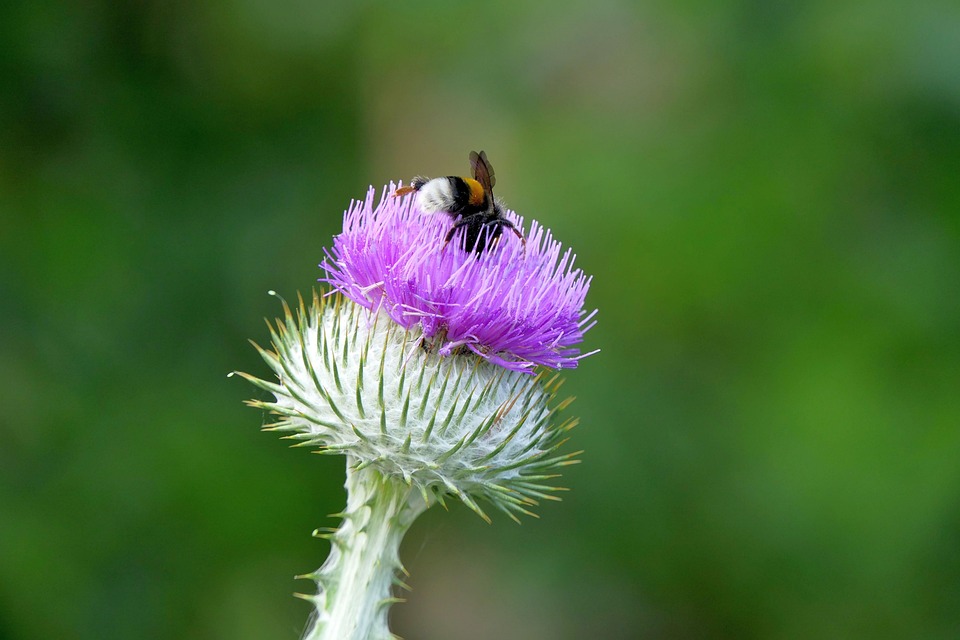 Thistle, Insect, Nature, Close Up, Plant