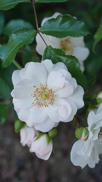 Free Flower White Flower photo and picture