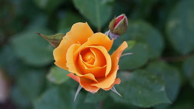 Free Flower Flower Background photo and picture