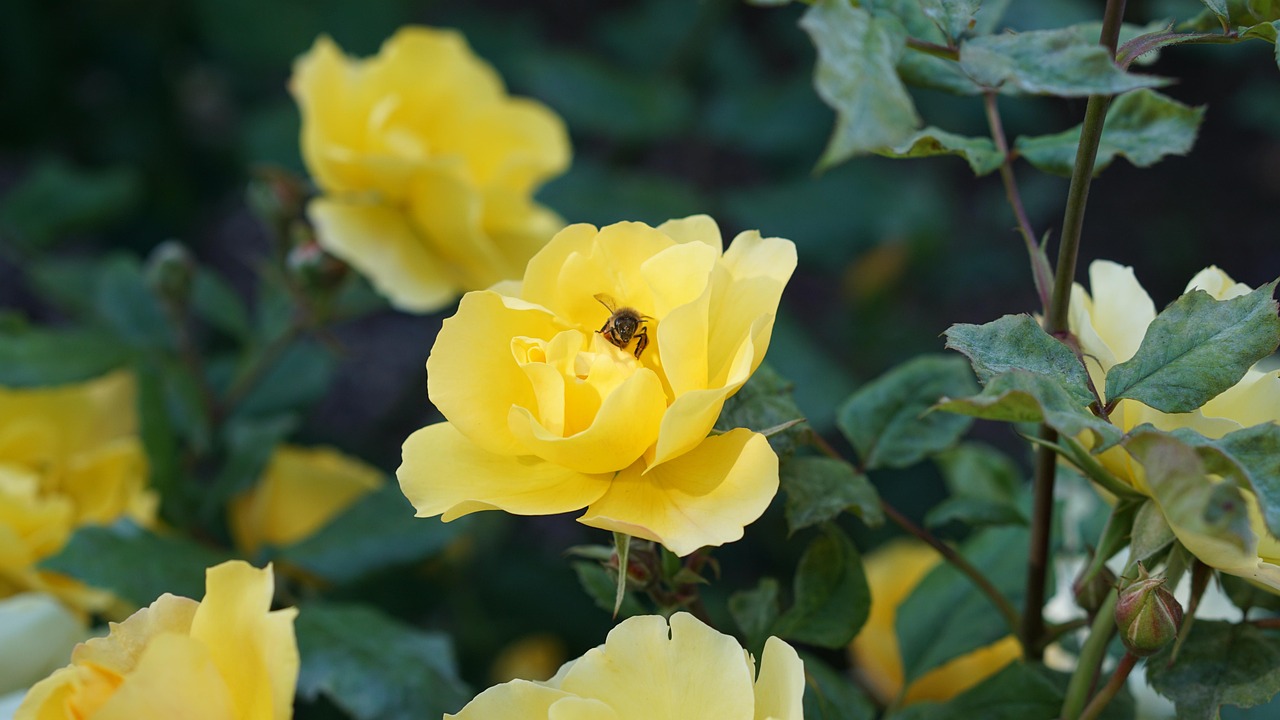 Free Yellow Nature photo and picture
