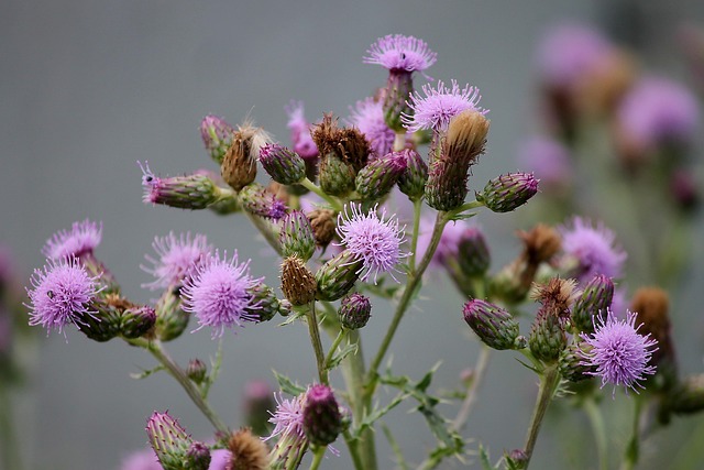 Free Thistle Cirsium Arvense photo and picture