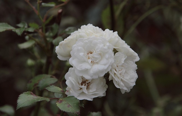 Free Flower White photo and picture