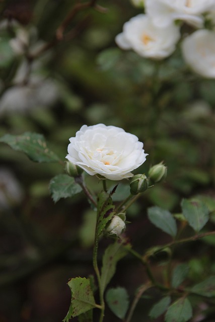 Free Flower White photo and picture