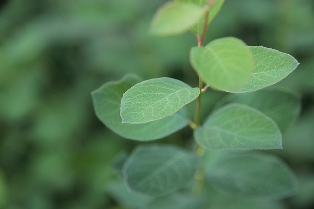 Free Leaf Branch photo and picture