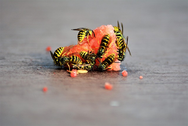 Avispas, Insectos, Comer Melón