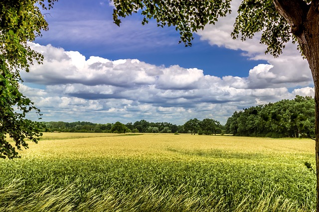 Sommerspaziergang, Sommer, Sonne, Himmel