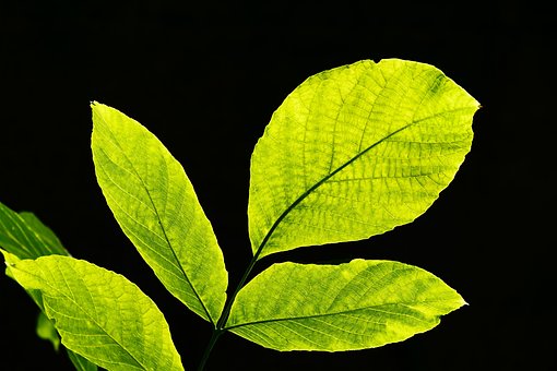 Blade, Baggrundsbelysning, Natur, Blad