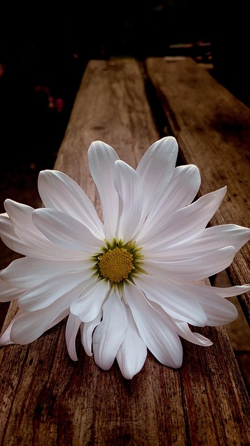 Free Daisy White Daisy photo and picture
