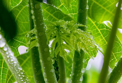 Papaya Blätter, Baby-Blätter, Blüte