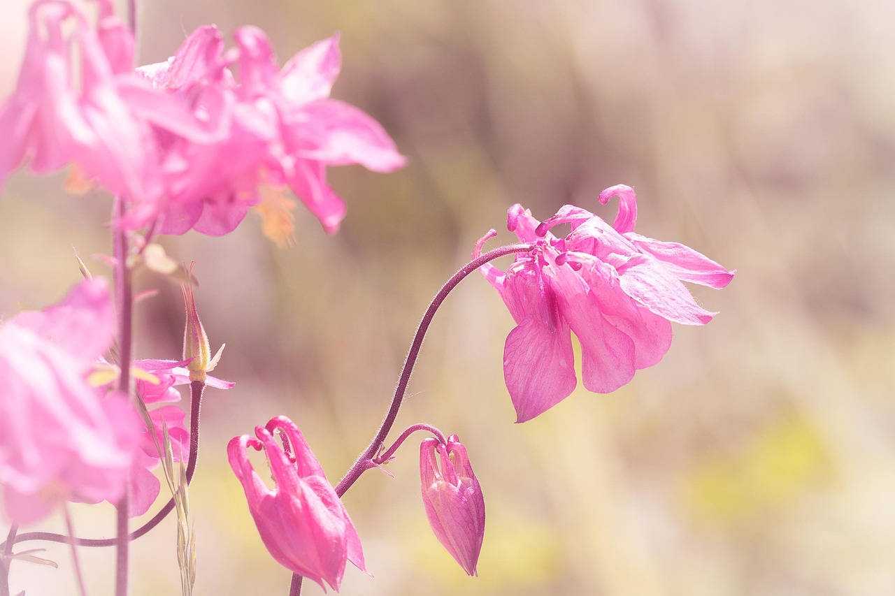 Columbia Pink Tender - Free photo on Pixabay - Pixabay