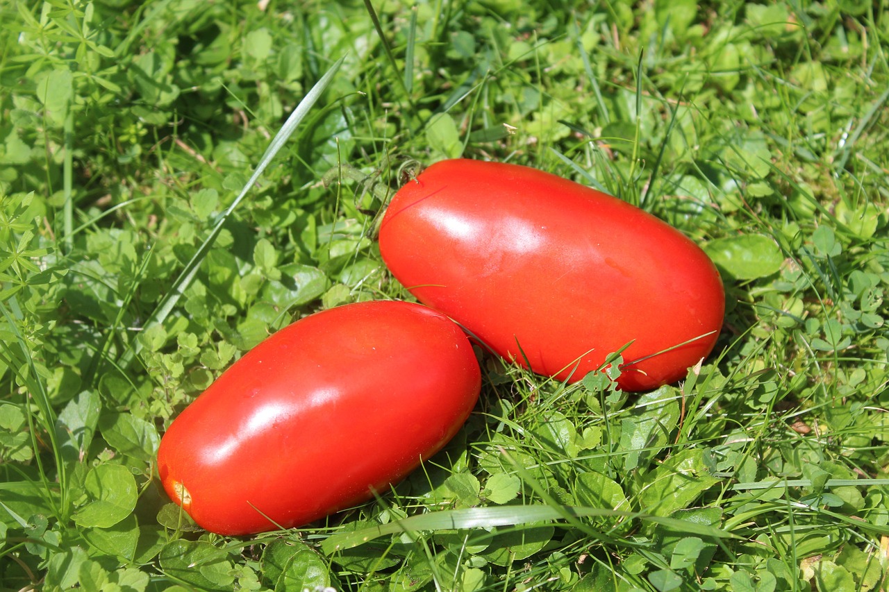 Tomaten Gras Gemüse - Kostenloses Foto auf Pixabay - Pixabay Tomaten Gras Gemüse - Kostenloses Foto auf Pixabay - Pixabay