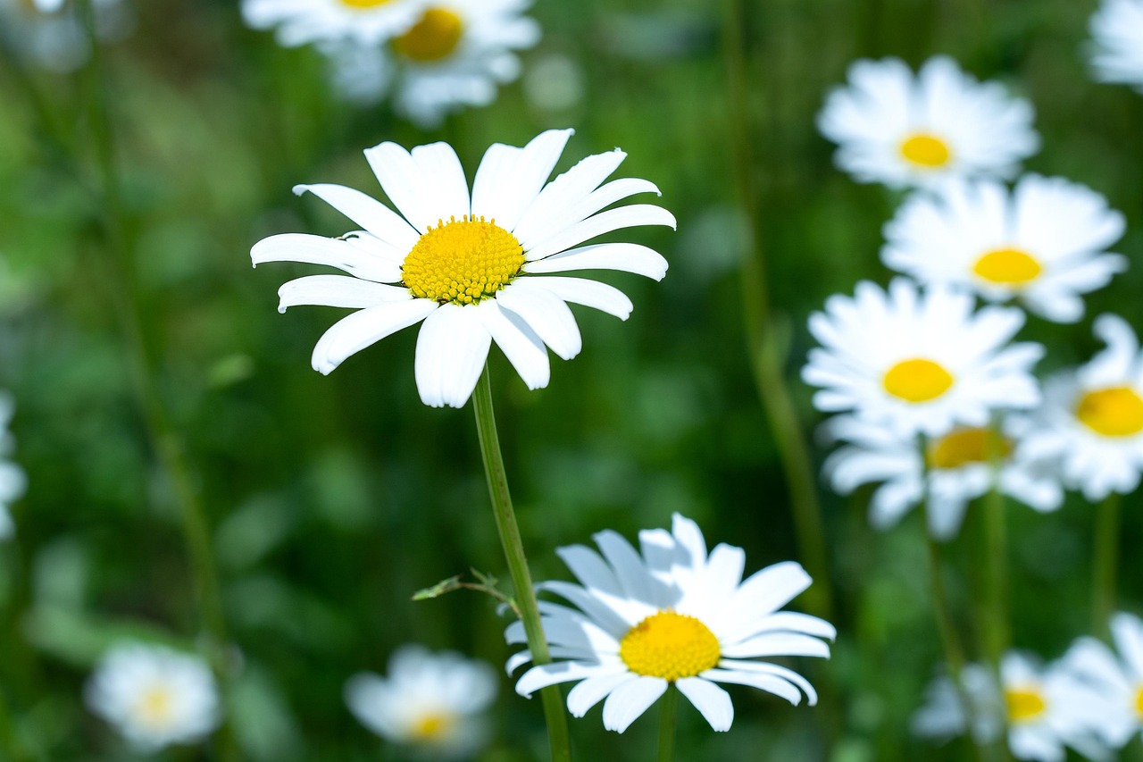 Margeriten Blumen Blumenwiese - Kostenloses Foto auf Pixabay