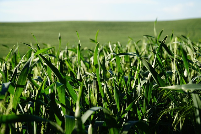 Free Grass Green photo and picture