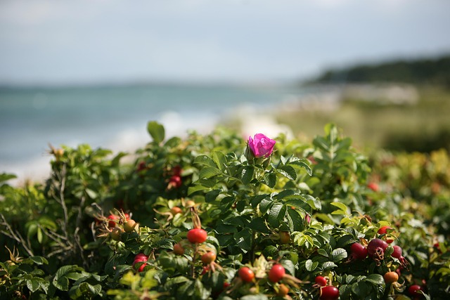 Flor, Rosa Mosqueta, Mar, Mar Báltico