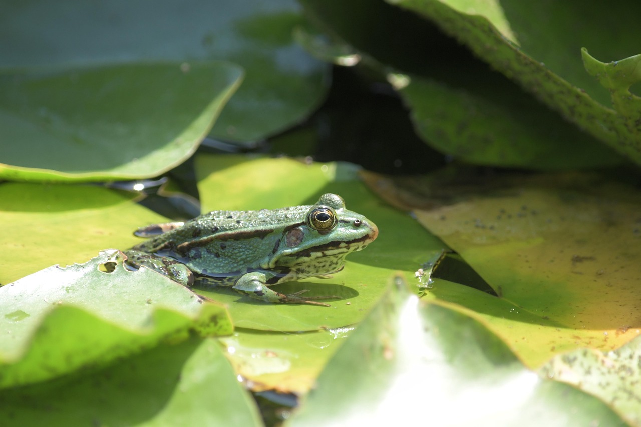 Frog - free online jigsaw puzzle photo