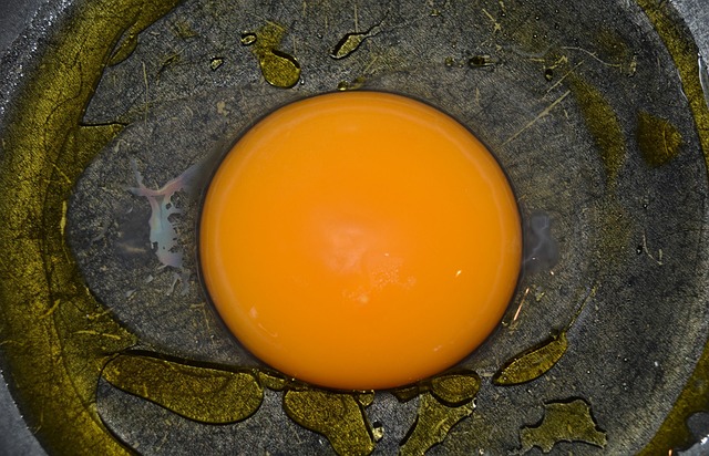 Free Goose Egg Egg photo and picture