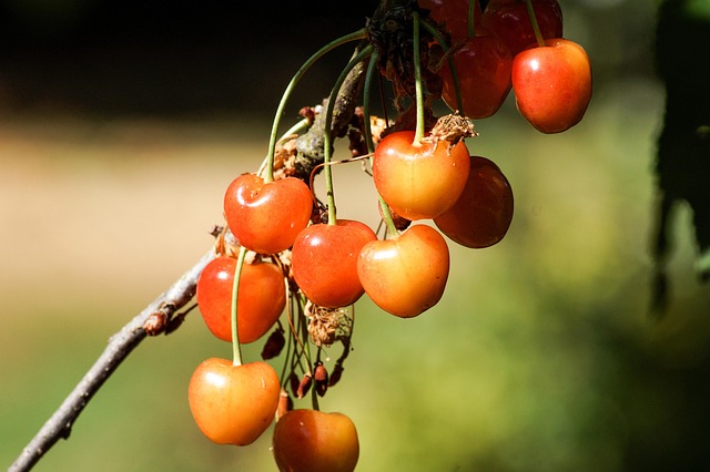 Free Cherry Beautiful Flowers photo and picture
