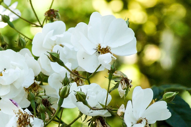 Free White Blossom photo and picture