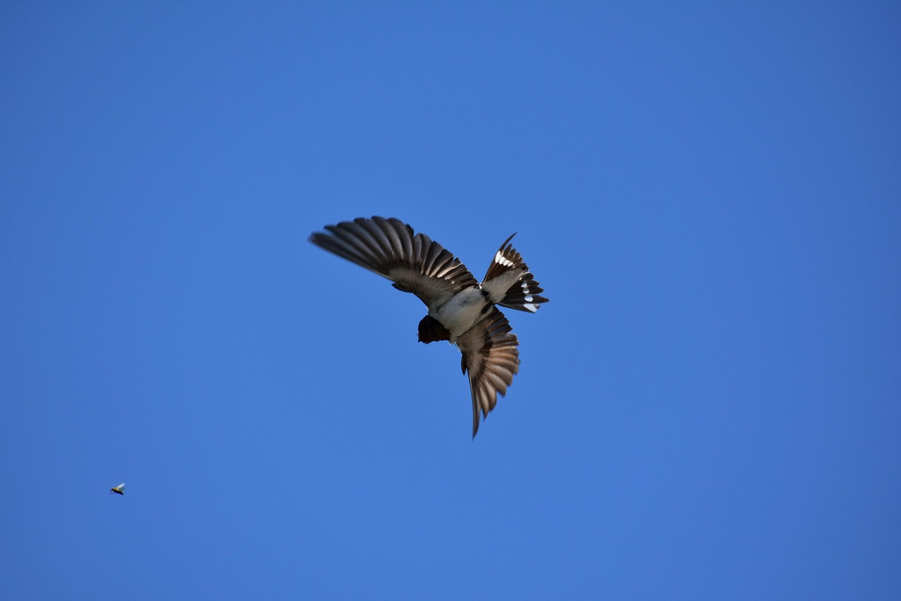 Animal Ciel Oiseau - Photo gratuite sur Pixabay - Pixabay