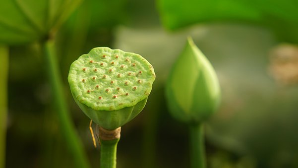 Lotus, Bloem, Mooie Bloemen