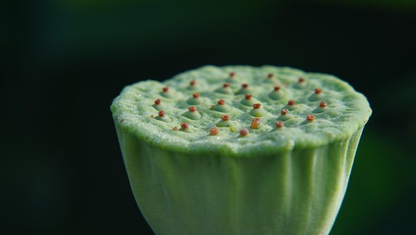 Lotus, Bloem Behang, Bloem Achtergrond