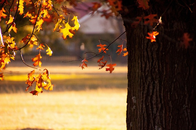 Free Autumn Nature photo and picture